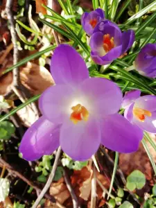 Pat 02 Voorjaar komt eraan